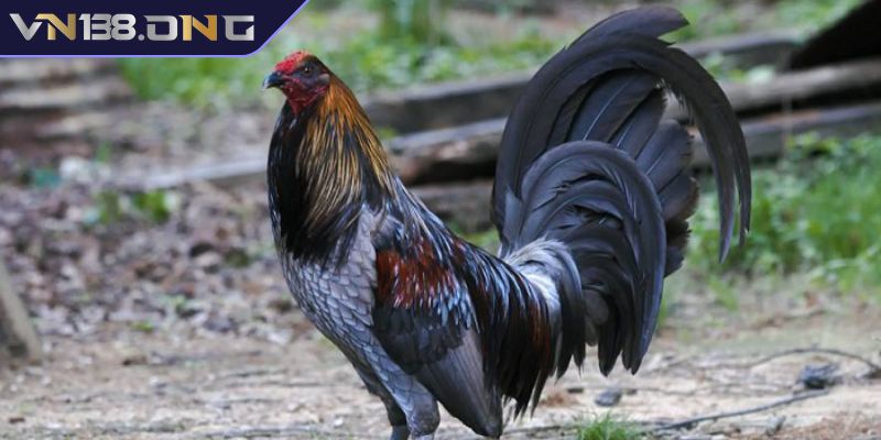 Cách chăm sóc gà Mỹ Kelso VN138 hiệu quả