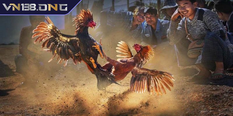 Chia sẻ một số bí quyết bắt kèo Đá Gà Thomo VN138 hiệu quả