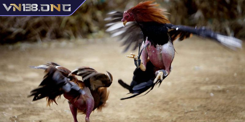 Cược Wala trong Đá Gà Thomo