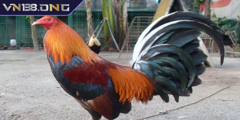 Đặc điểm nổi bật của gà Kelso VN138