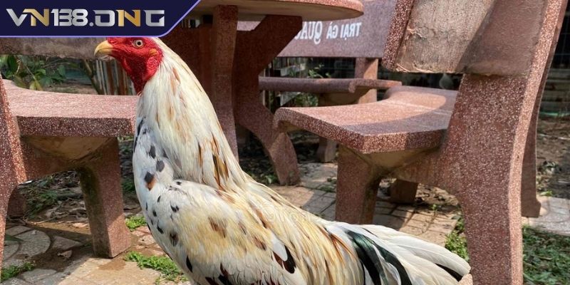 Dòng gà bướm chân vàng