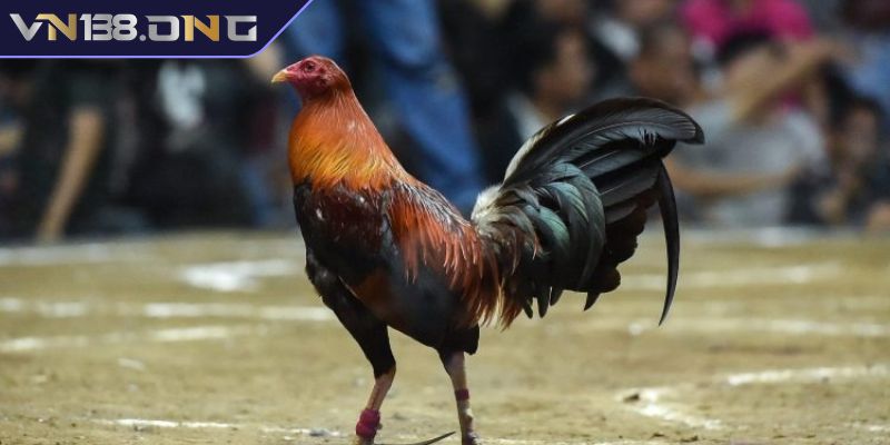Dòng trận đấu Firebird Kelso