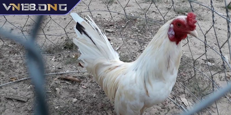 Gà bướm khắc chế được các chiến kê màu nào?