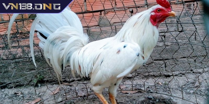 Gà bướm VN138 là gì?