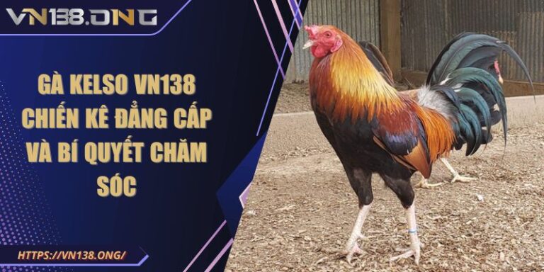 Gà Kelso VN138 - Chiến Kê Đẳng Cấp Và Bí Quyết Chăm Sóc