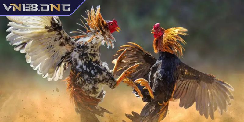Giới thiệu về Đá Gà Thomo VN138