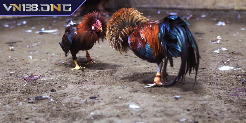 Luật chơi Đá Gà Campuchia