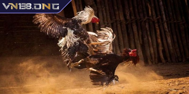 Cách đá gà mạng là hình thức giải trí hấp dẫn trên nền tảng trực tuyến