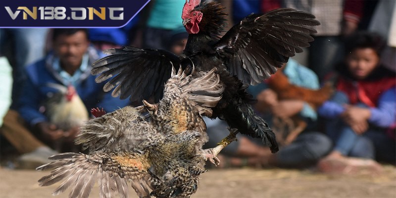Đá gà cựa dao mang đến những trận chiến vô cùng quyết liệt