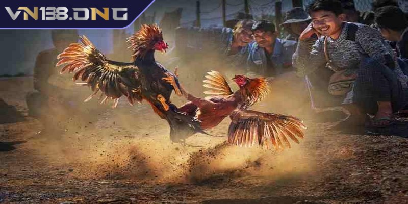 Lựa chọn nền tảng cá cược đá gà uy tín tránh rủi ro không đáng có