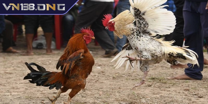 Kê thủ được trải nghiệm đa dạng loại hình đá gà BLV khác nhau