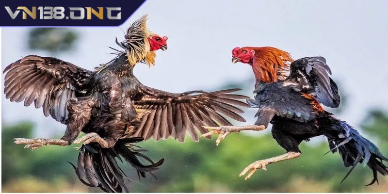 Tham gia đá gà bình luận viên lắng nghe nhận định từ chuyên gia
