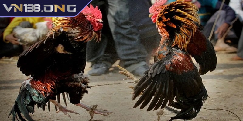Bình luận viên trong các trận đá gà đóng vai trò vô cùng quan trọng