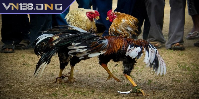 Hiểu rõ về luật đá gà cựa dao đánh bại mọi đối thủ 