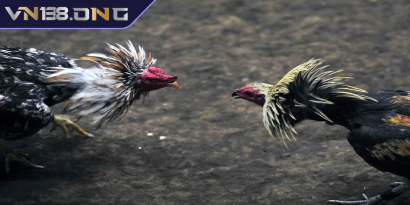 Đá gà cựa dao là hình thức chọi gà vô cùng hấp dẫn và thịnh hành