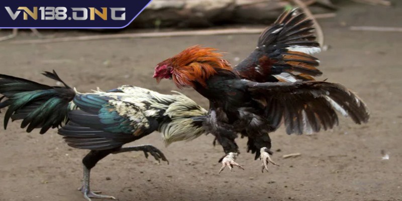 Những ưu điểm của hình thức đá gà cựa dao 
