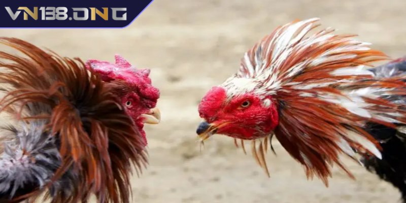 Sự hấp dẫn đặc biệt của đá gà cựa sắt 