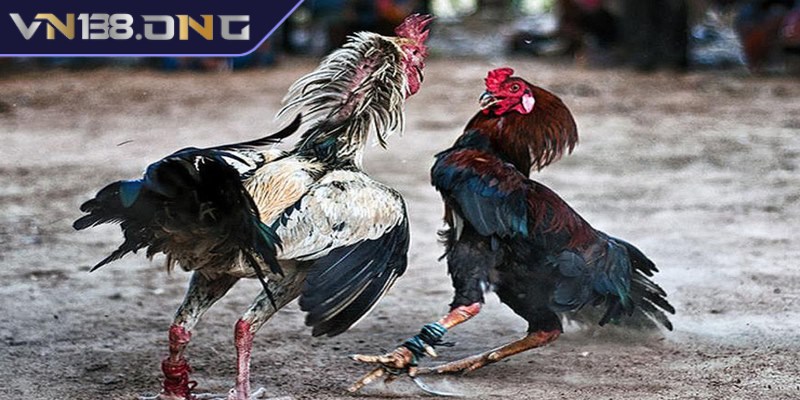 Thông tin về luật chơi đá gà cựa sắt chi tiết 