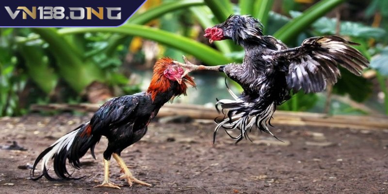 Đá gà phát lại mang đến cho người chơi trận đấu hấp dẫn được phát sóng lại 