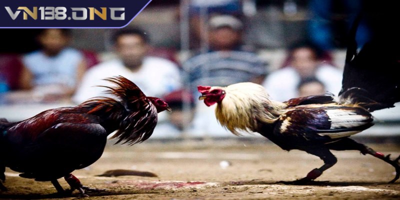 Các loại hình đá gà phát lại phổ biến nhất hiện nay 