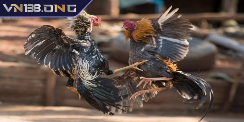 Lý do đá gà phát lại được nhiều người yêu thích 