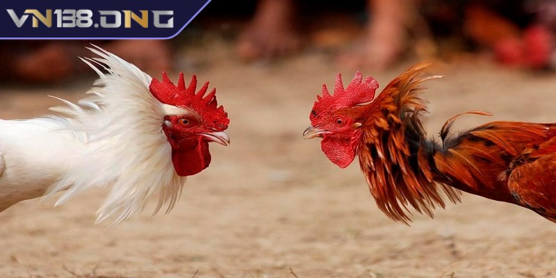 Đá gà trực tiếp C1 là giải đấu có quy mô lớn nhất khu vực Châu Á