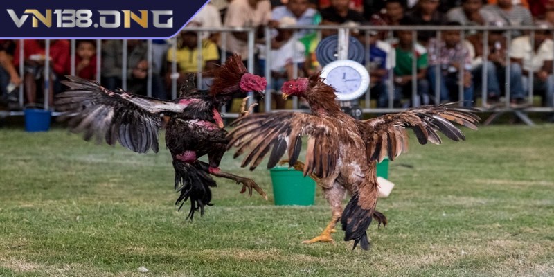 Kèo cược được sử dụng trong đá gà trực tiếp C1 
