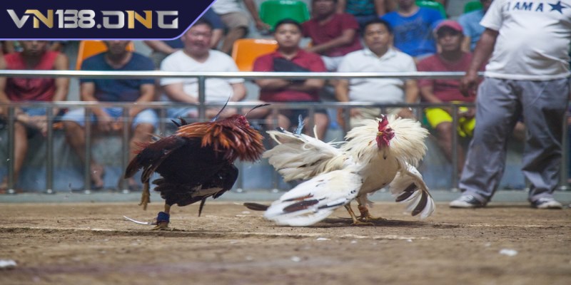 Tường thuật đá gà là chính là biến một trận đấu chọi gà thành một màn trình diễn 