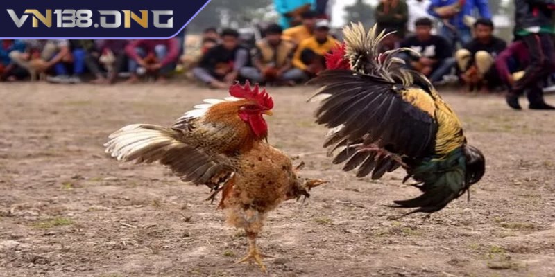 Tường thuật trực tiếp đá gà Philippines 