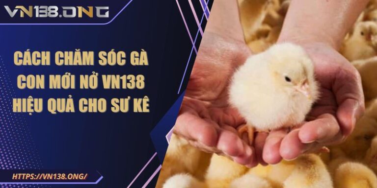 Cách chăm sóc gà con mới nở VN138