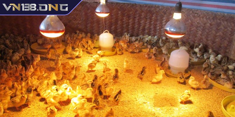 Lưu ý trong cách chăm sóc gà con mới nở VN138