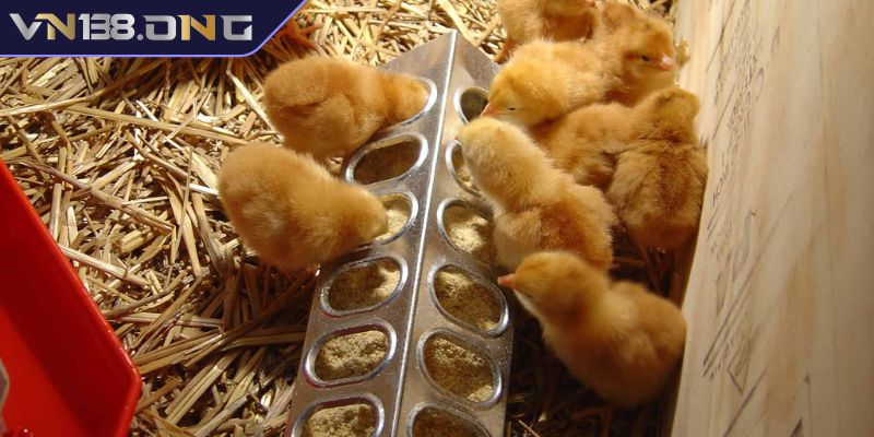 Môi trường lý tưởng cho gà con mới nở
