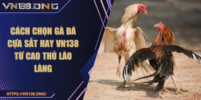 cách chọn gà đá cựa sắt hay VN138