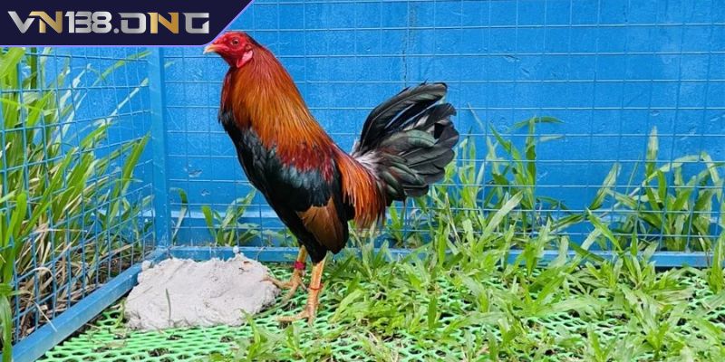 Cách chọn gà đá cựa sắt hay đánh giá thể trạng