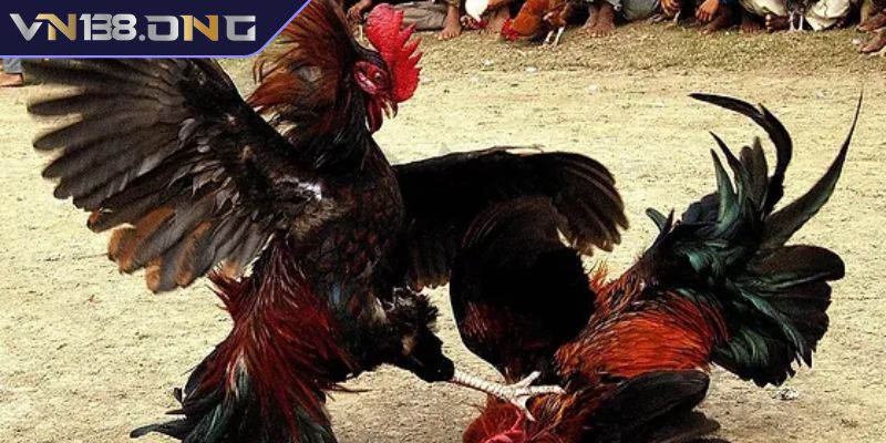 Quan sát ngoại hình chiến kê
