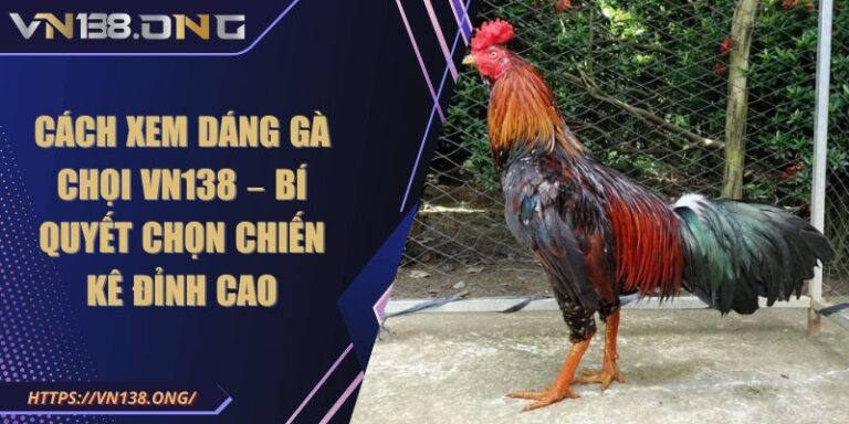 cách xem dáng gà chọi VN138