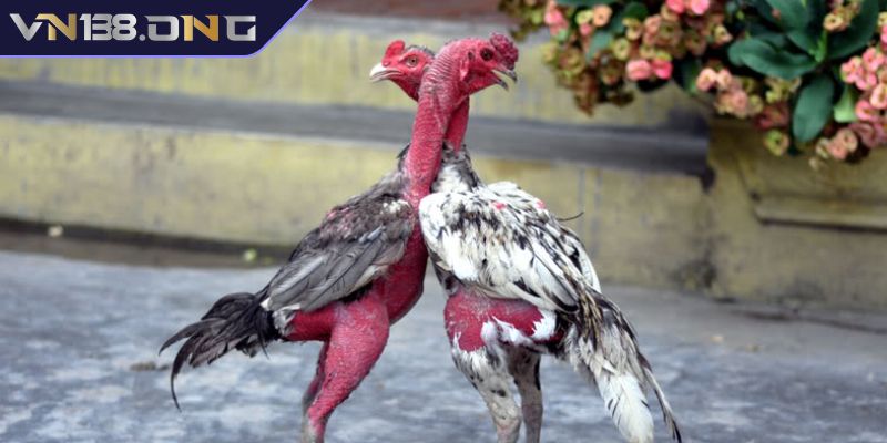 Nhận diện chiến kê xuất sắc qua ánh mắt
