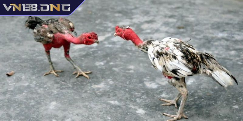 Cách xem dáng gà chọi VN138 qua tiếng gáy