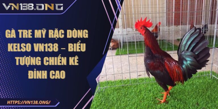 gà Tre mỹ rặc dòng Kelso VN138