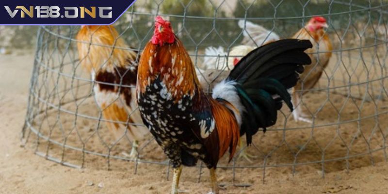 Gà Tre Kelso với khả năng thi đấu tốt