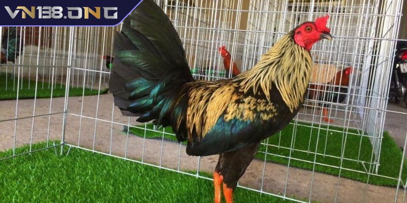 Nguồn gốc của gà tre mỹ rặc dòng Kelso VN138
