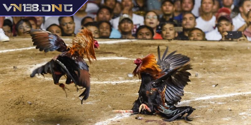 Cách đặt cược kèo đá gà