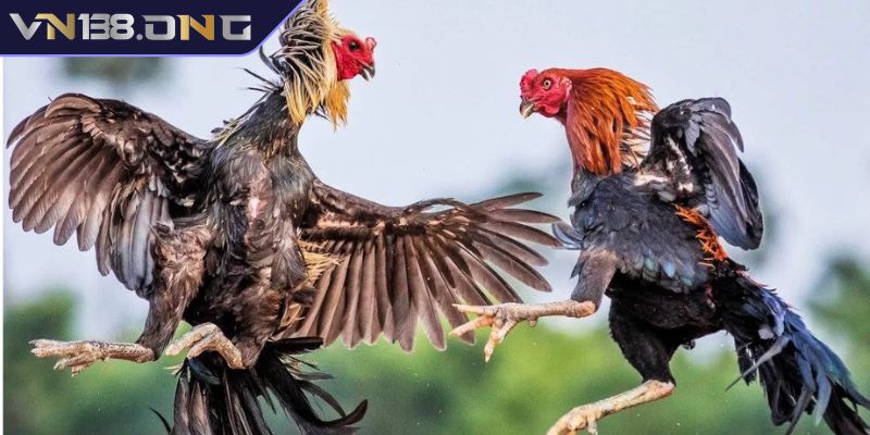 Kèo đá gà VN138 là gì?
