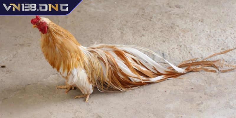 Giới thiệu chung về đá gà tre
